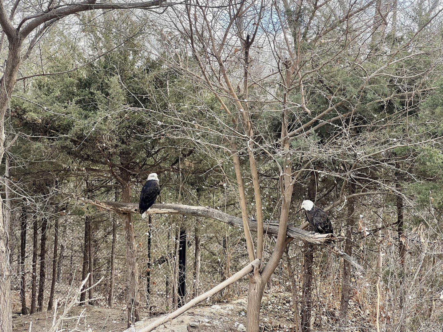 Bald Eagles