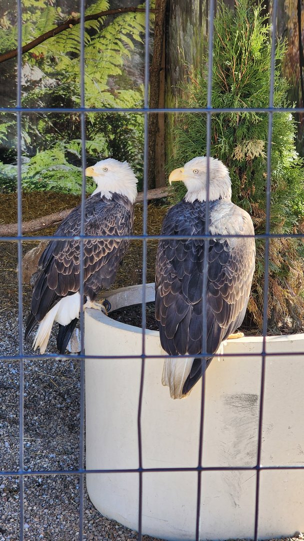 Bald Eagles