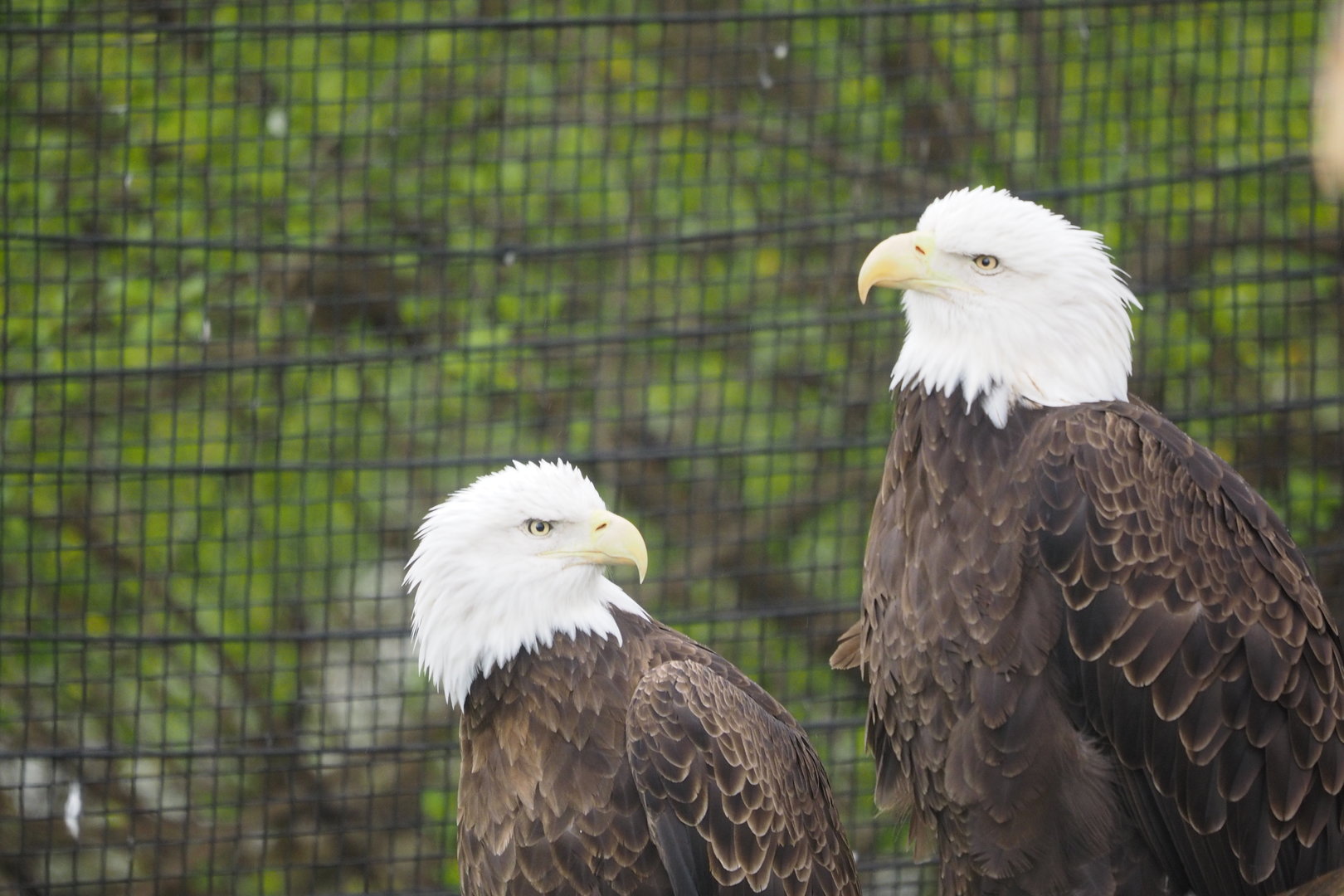 Bald Eagles