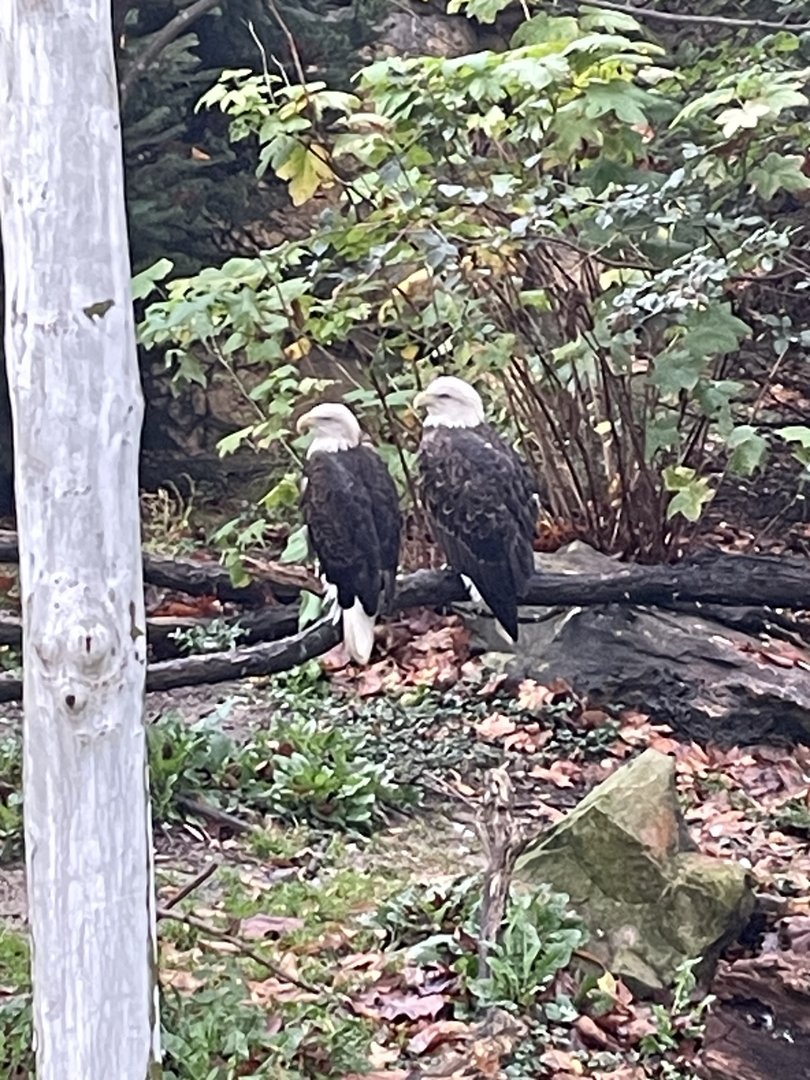 Bald Eagles