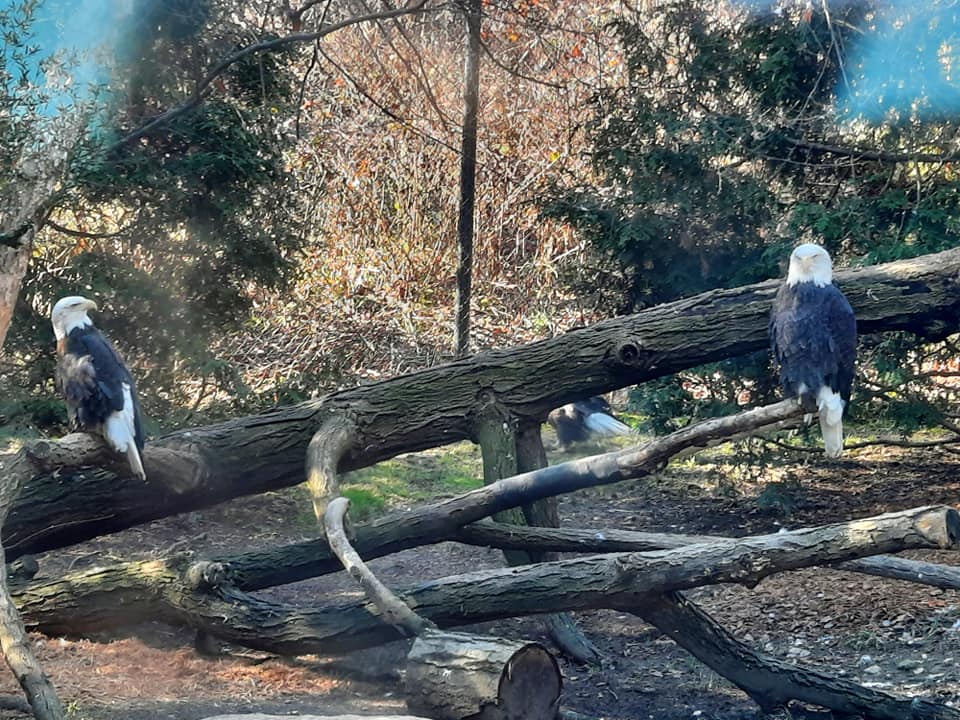 Bald Eagles