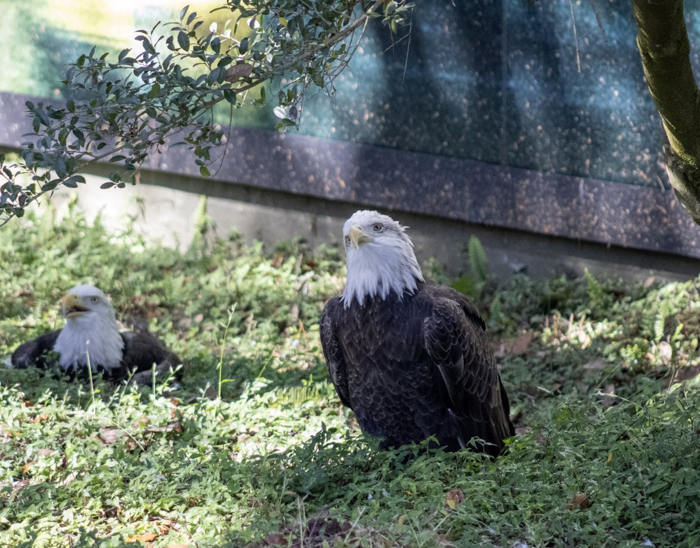 Bald Eagles