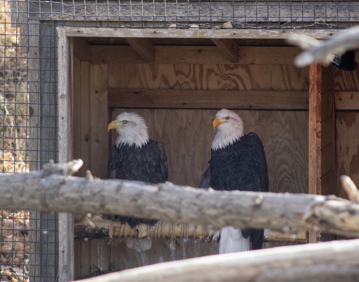 Bald Eagles