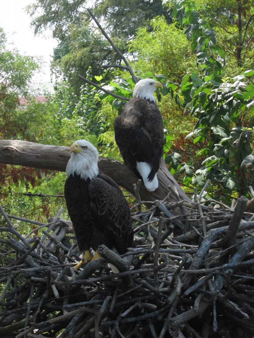 bald eagles