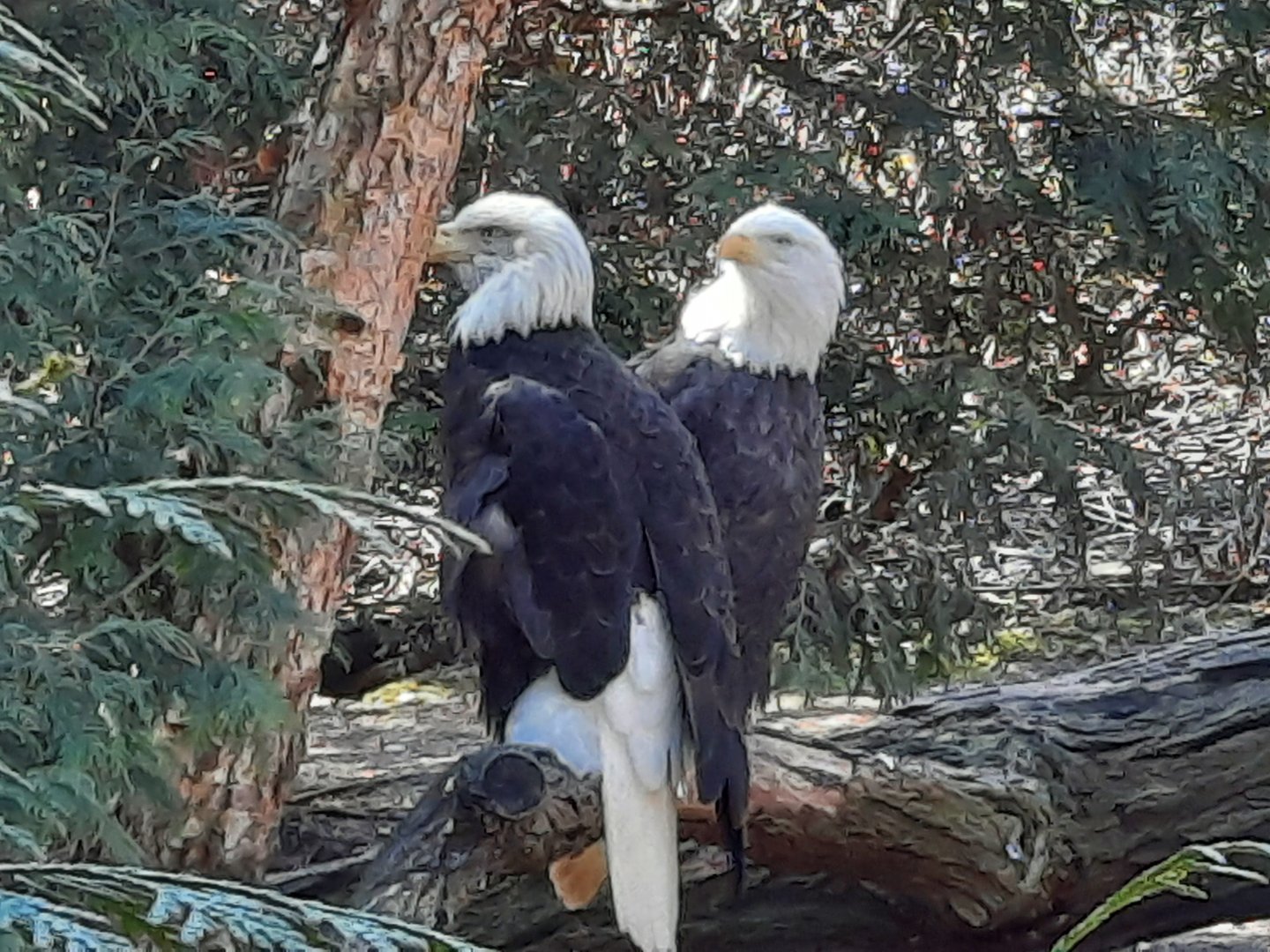 Bald Eagles