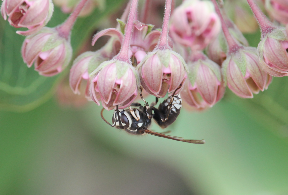 Bald-faced Hornet (Dolichovespula maculata)