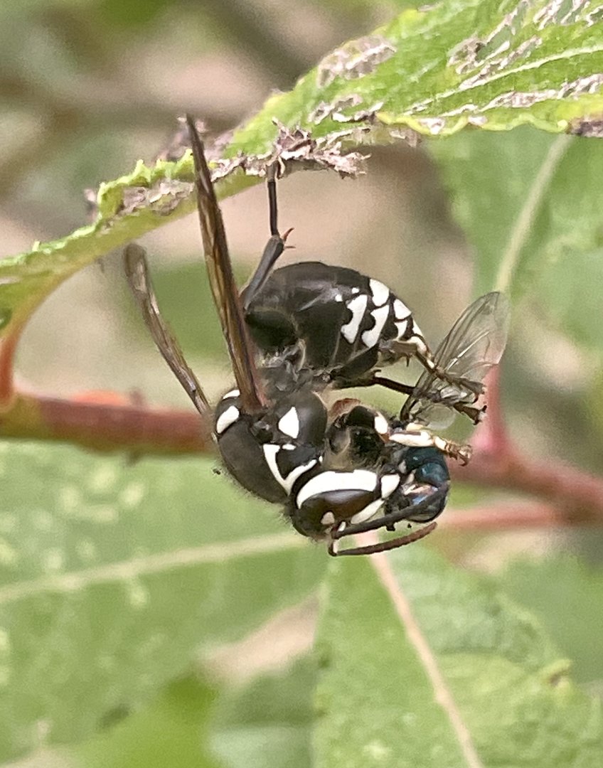 Bald-faced Hornet