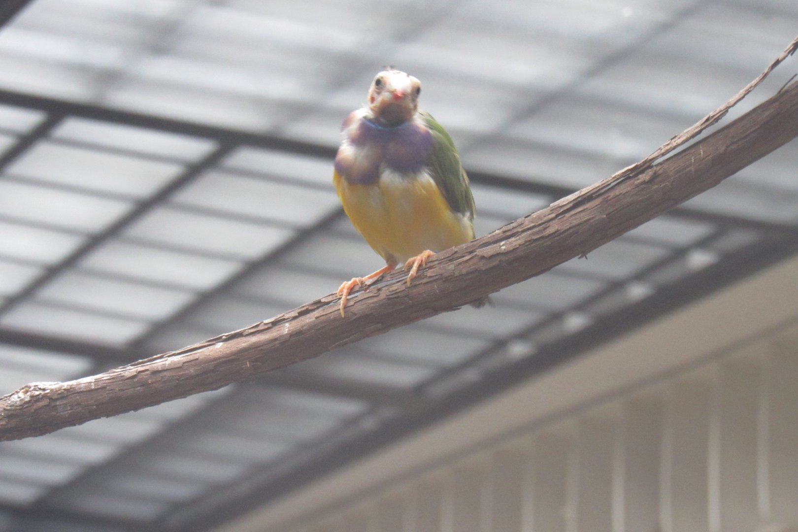 Bald gouldian finch