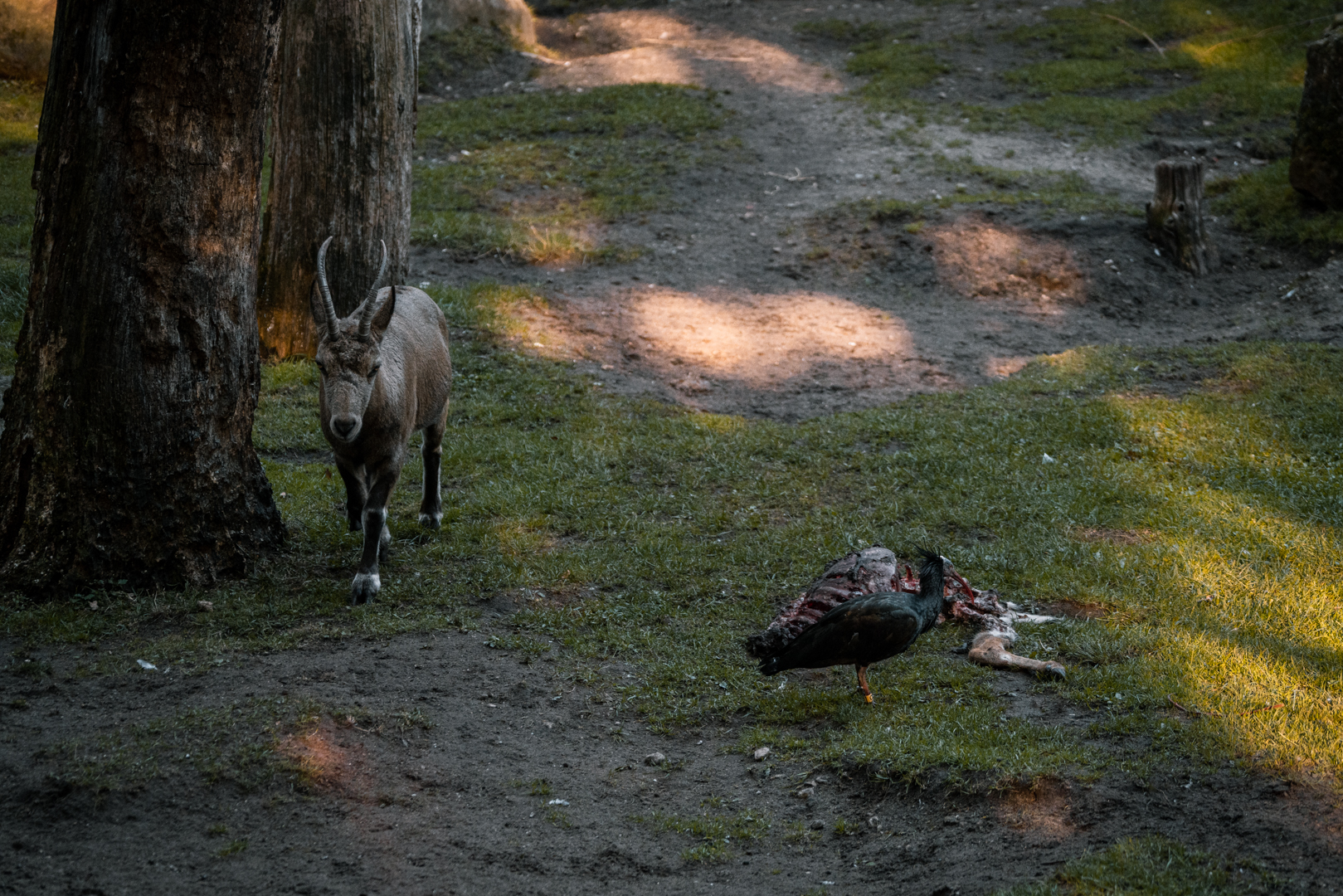 Bald Ibis ans Ibex