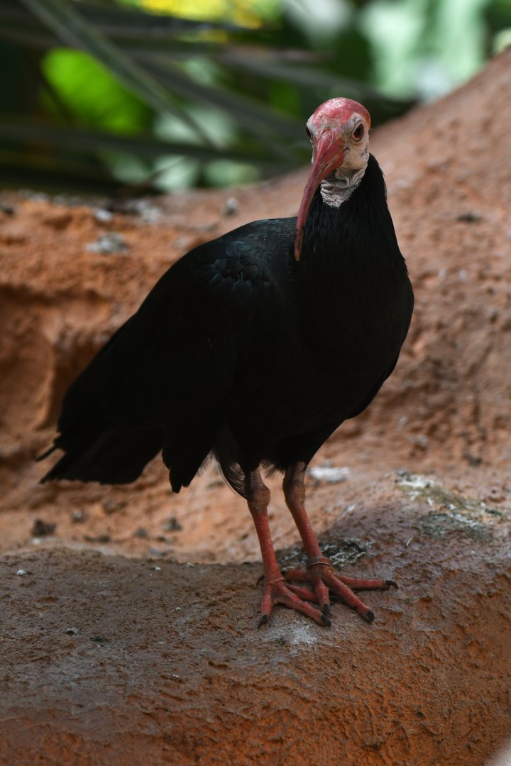 Bald Ibis Geronticus calvus