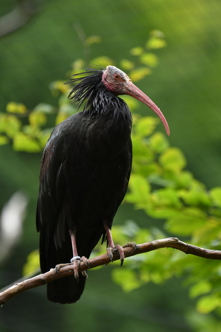 Bald Ibis Geronticus calvus