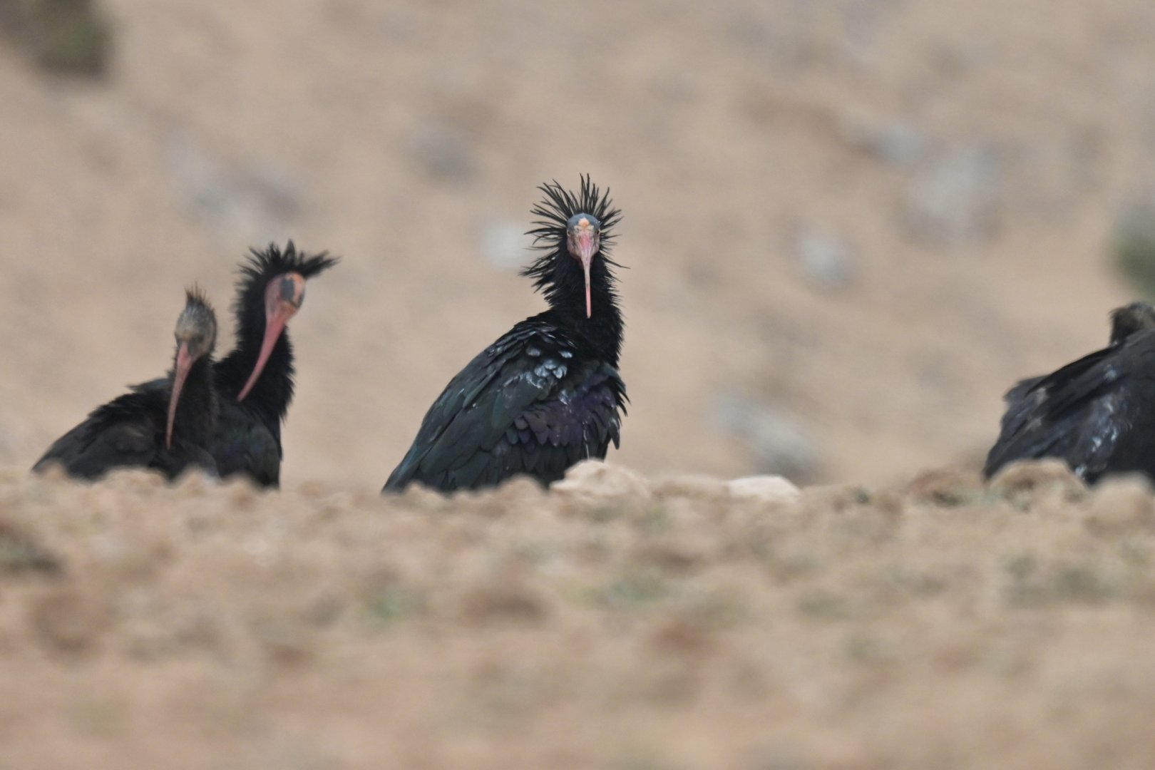 Bald ibis (geronticus calvus)
