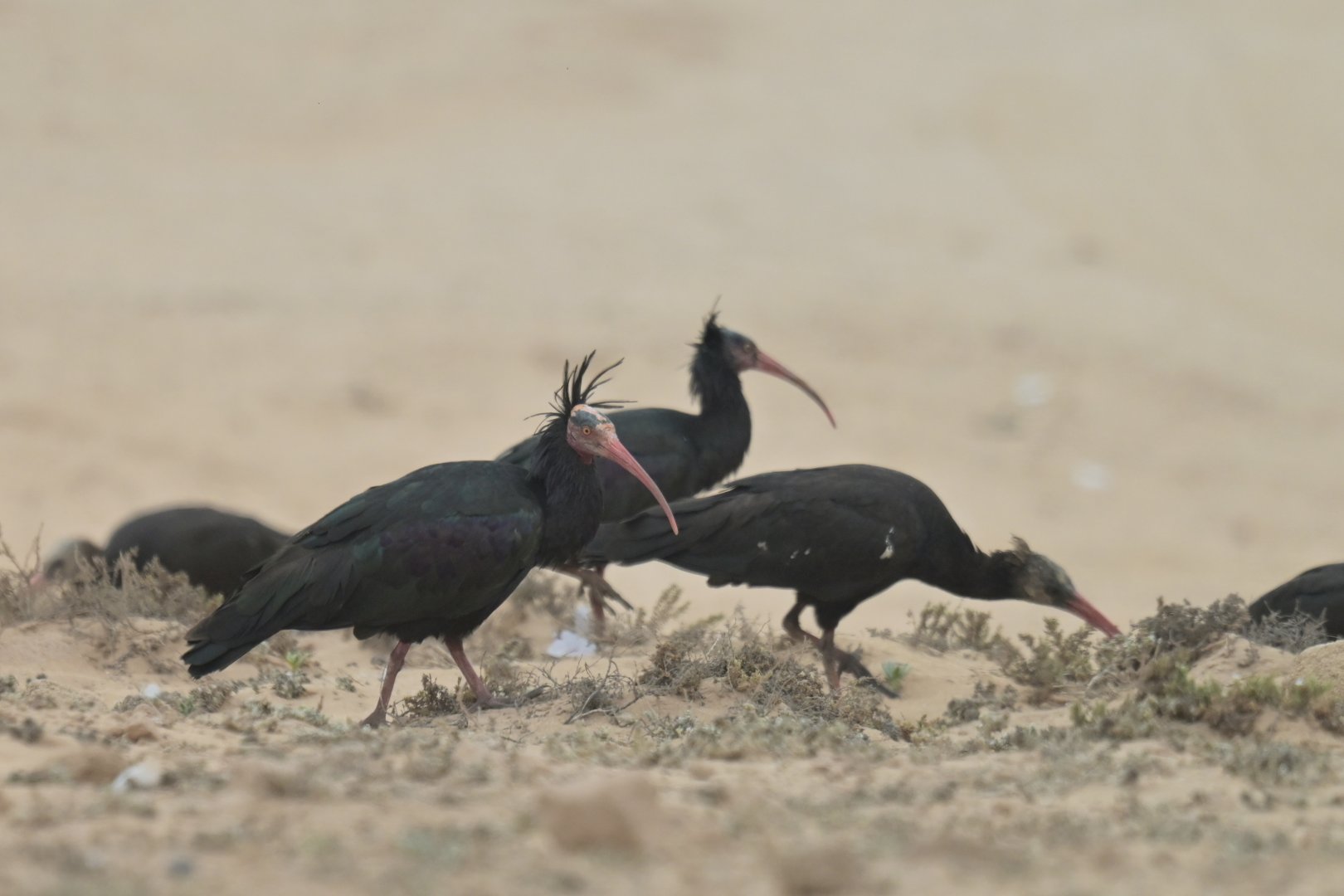 Bald ibis (geronticus calvus)