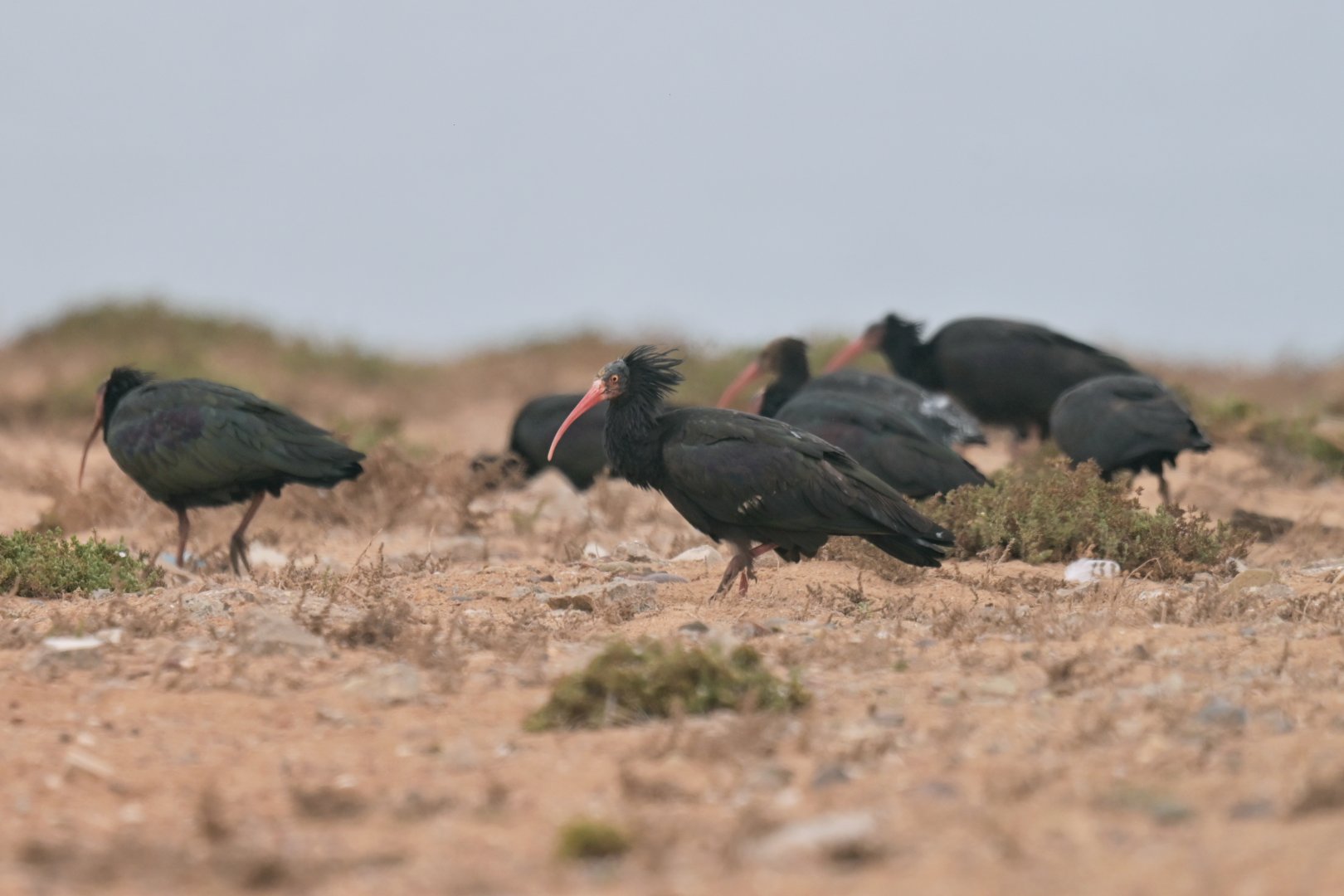 Bald ibis (geronticus calvus)