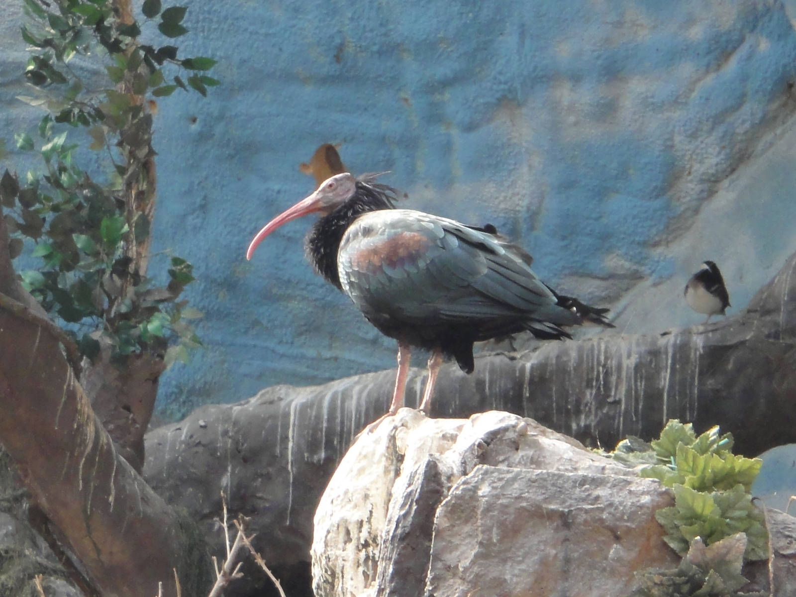 Bald Ibis/Geronticus eremita
