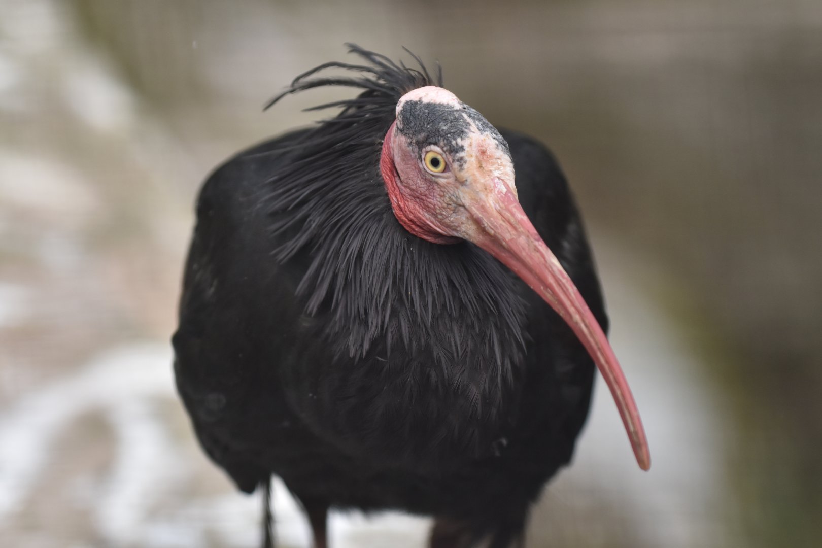 Bald ibis Geronticus eremita