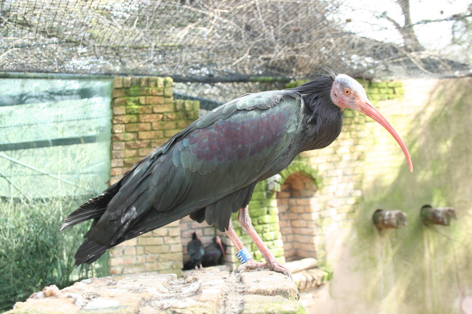 Bald ibis