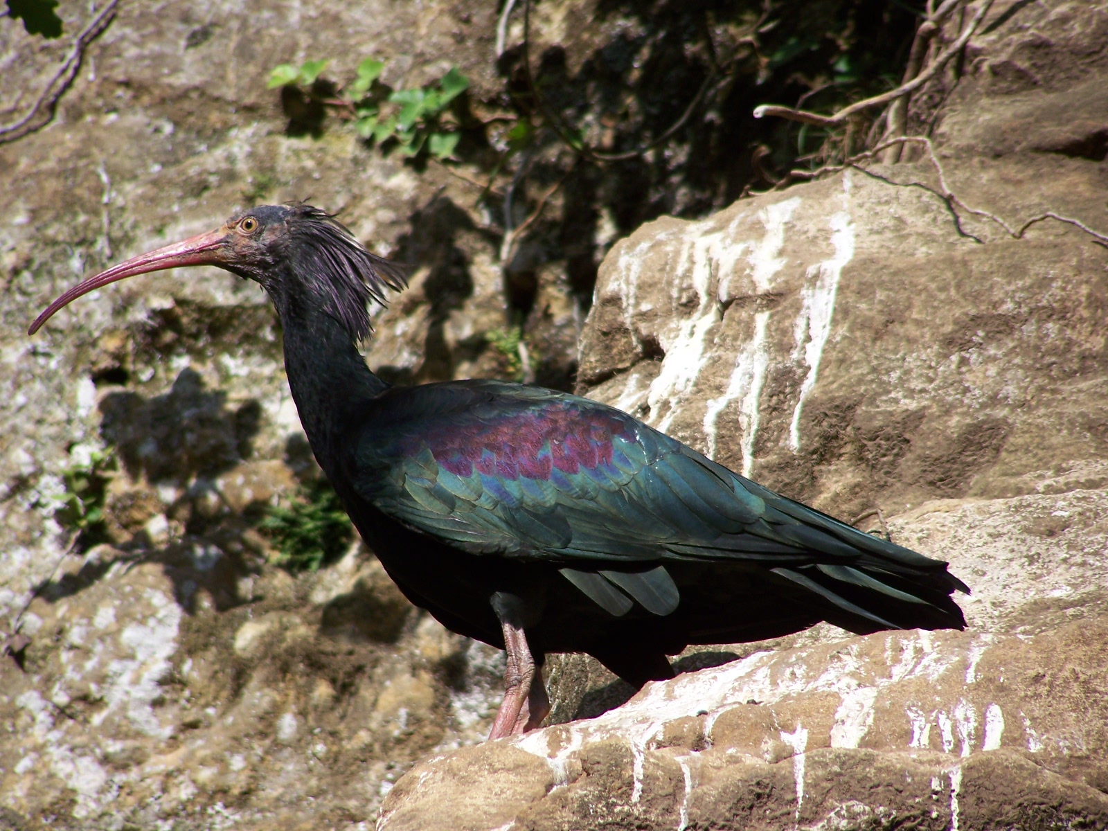 bald ibis