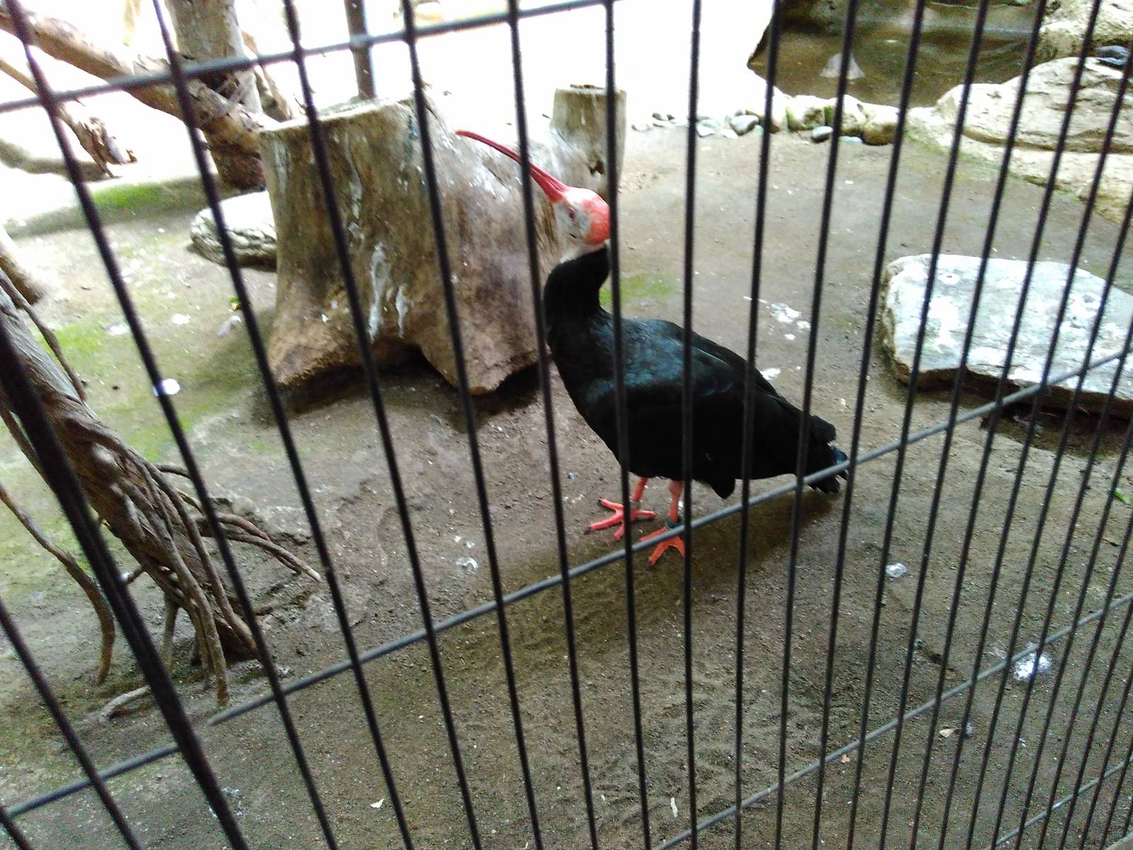 Bald ibis
