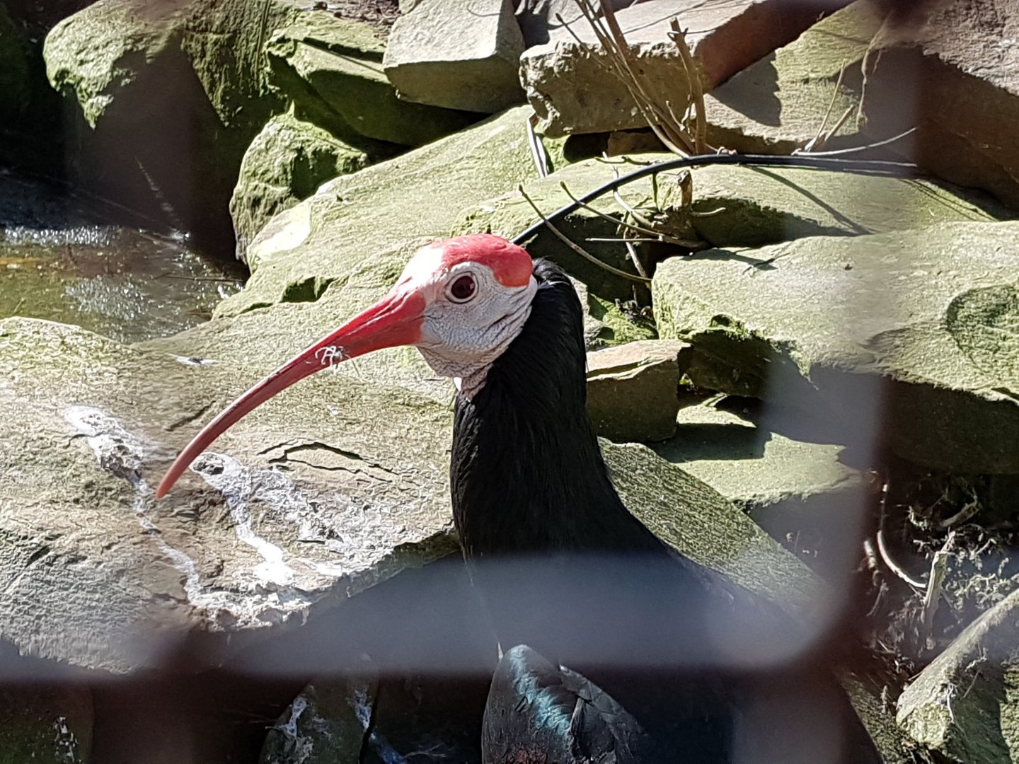 Bald ibis