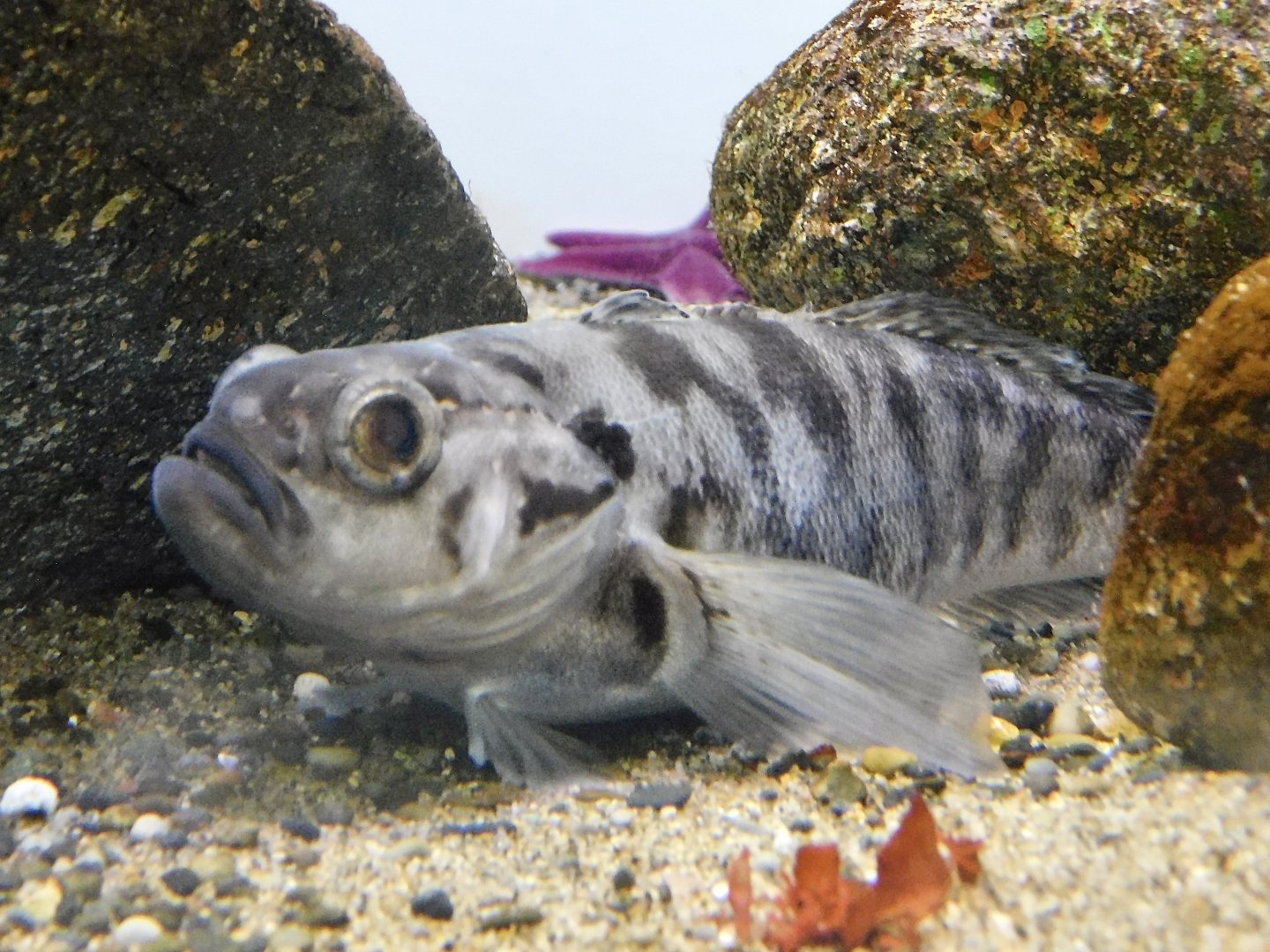 Bald Notothen (Pagothenia borchgrevinki) November 8, 2025