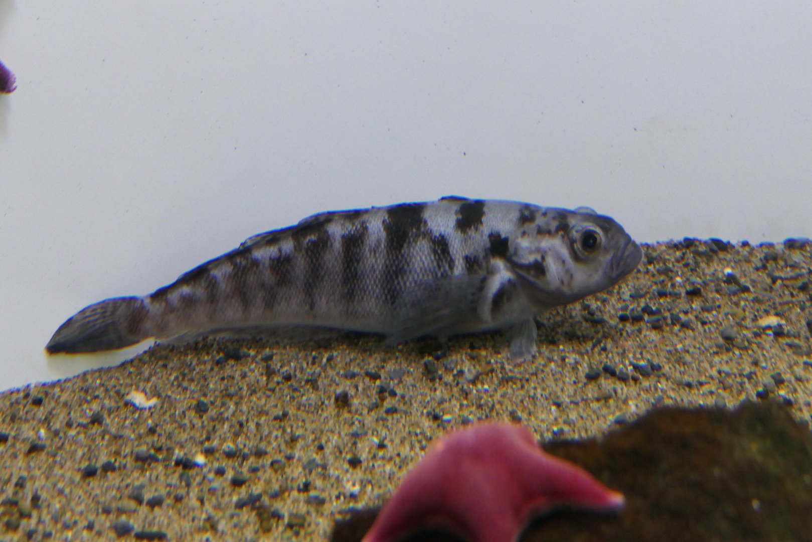 Bald Notothen (Pagothenia borchgrevinki)