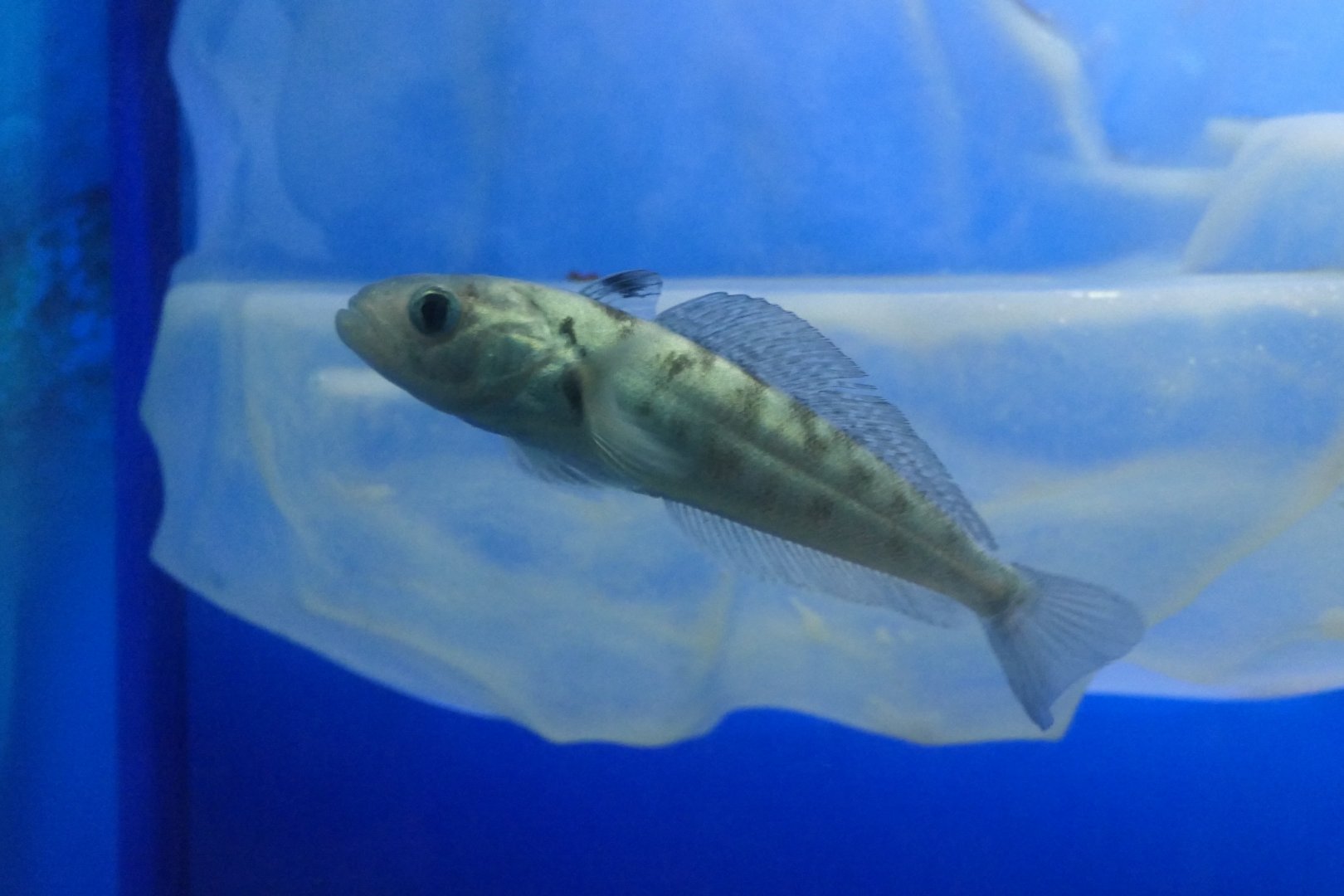 Bald Notothen (Pagothenia borchgrevinki)