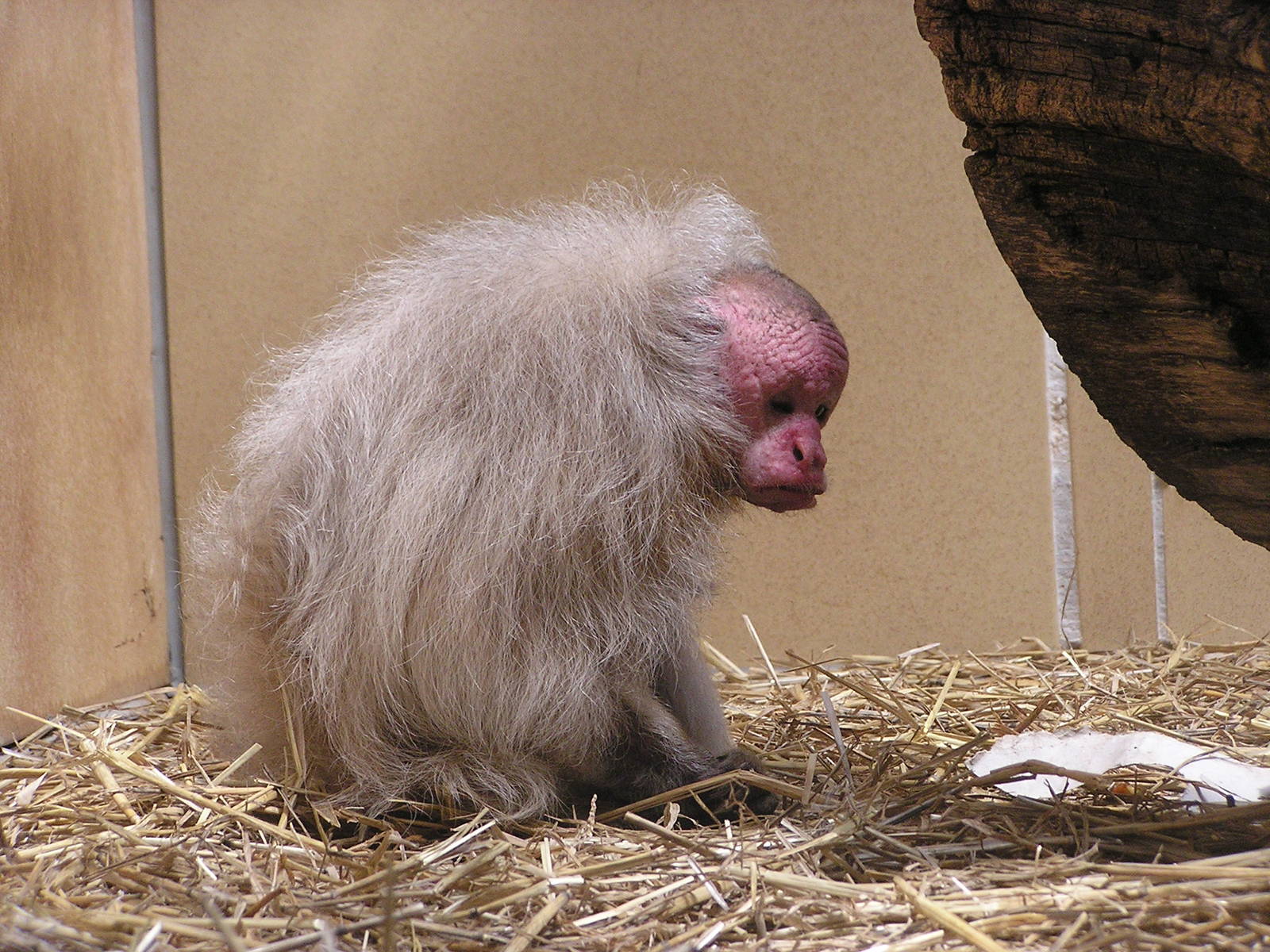 Bald uakari/ Cacajao calvus