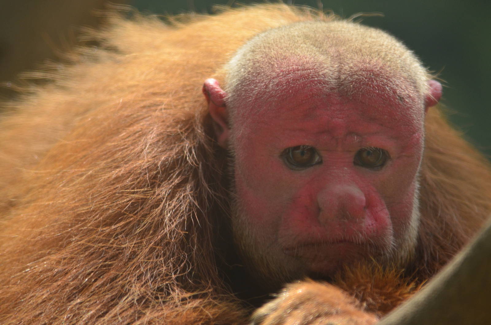 Bald Uakari (Cacajao calvus)