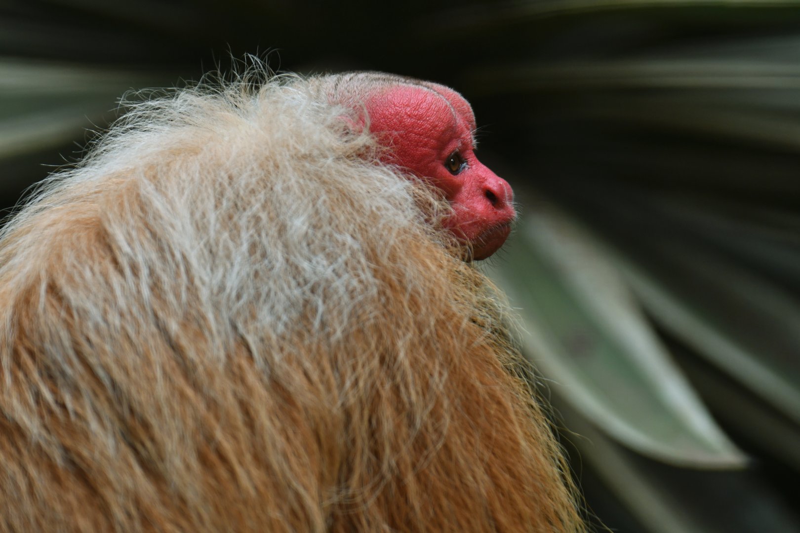 Bald Uakari (Cacajao calvus)