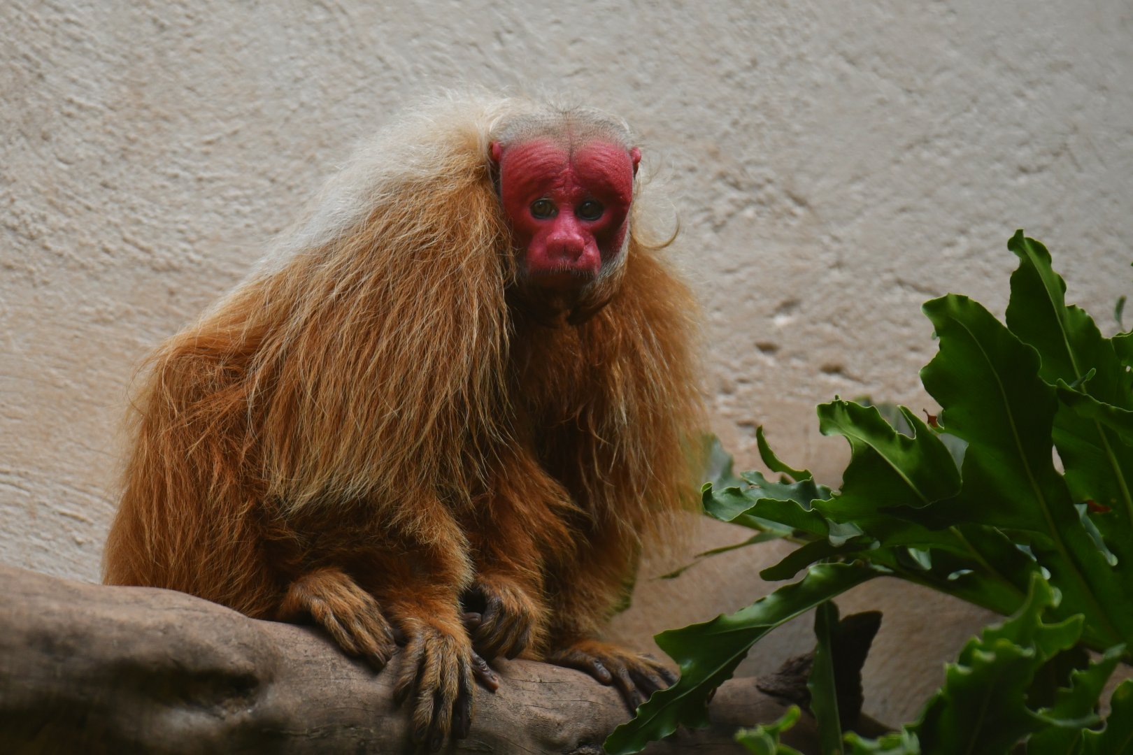 Bald Uakari (Cacajao calvus)