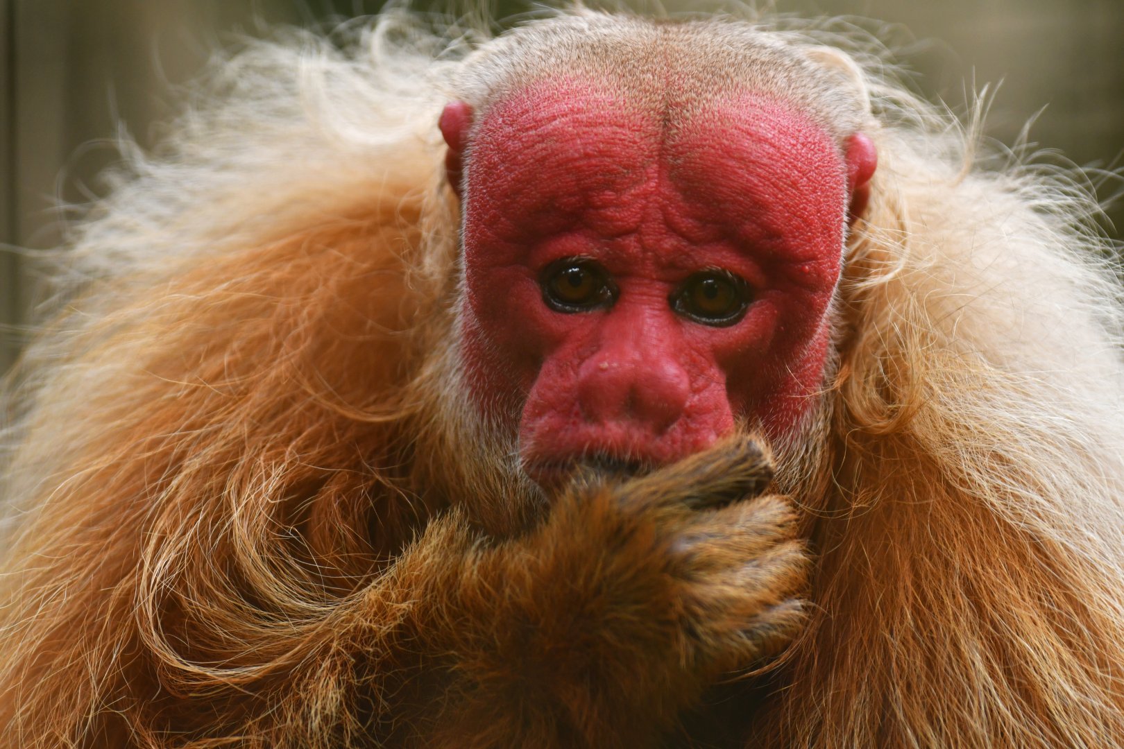 Bald Uakari (Cacajao calvus)
