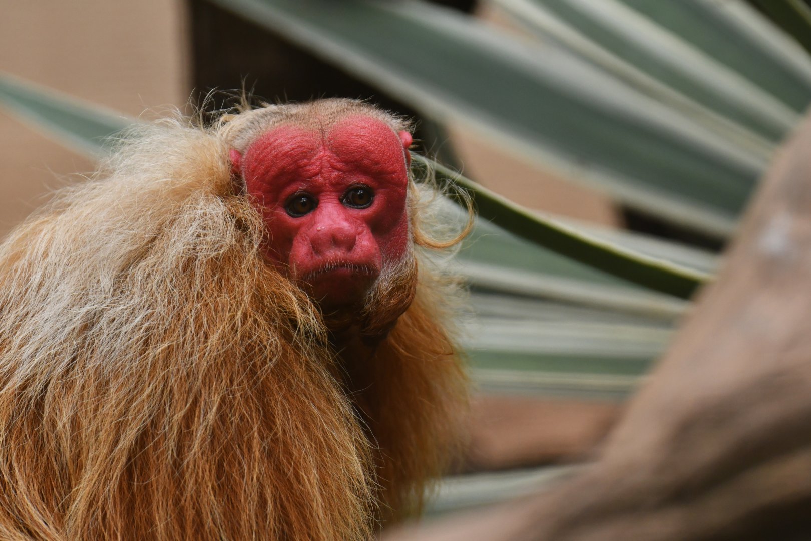 Bald Uakari (Cacajao calvus)