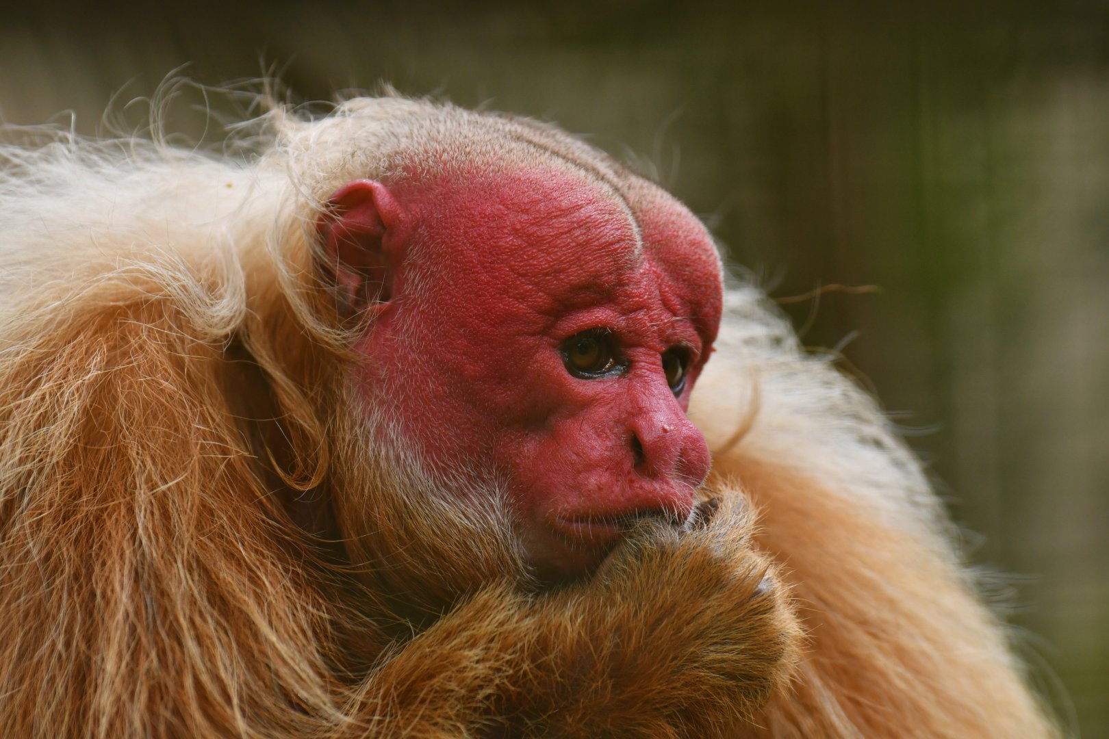 Bald Uakari (Cacajao calvus)