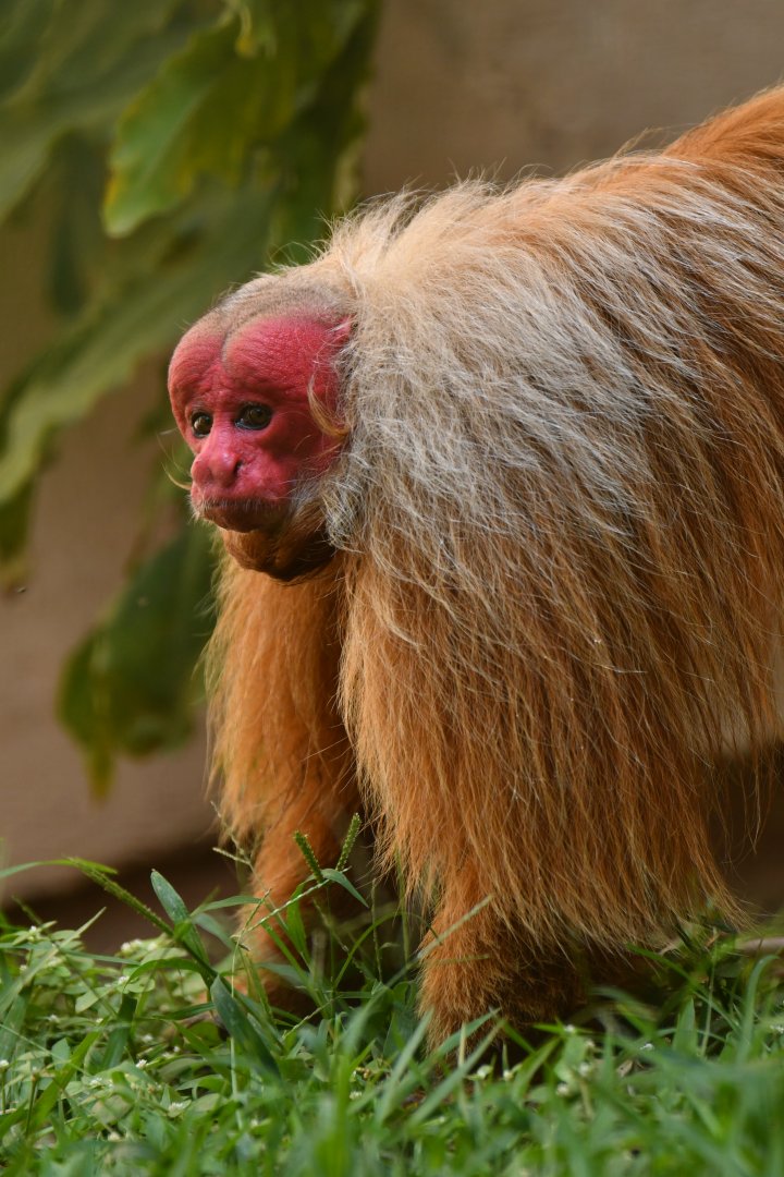 Bald Uakari (Cacajao calvus)