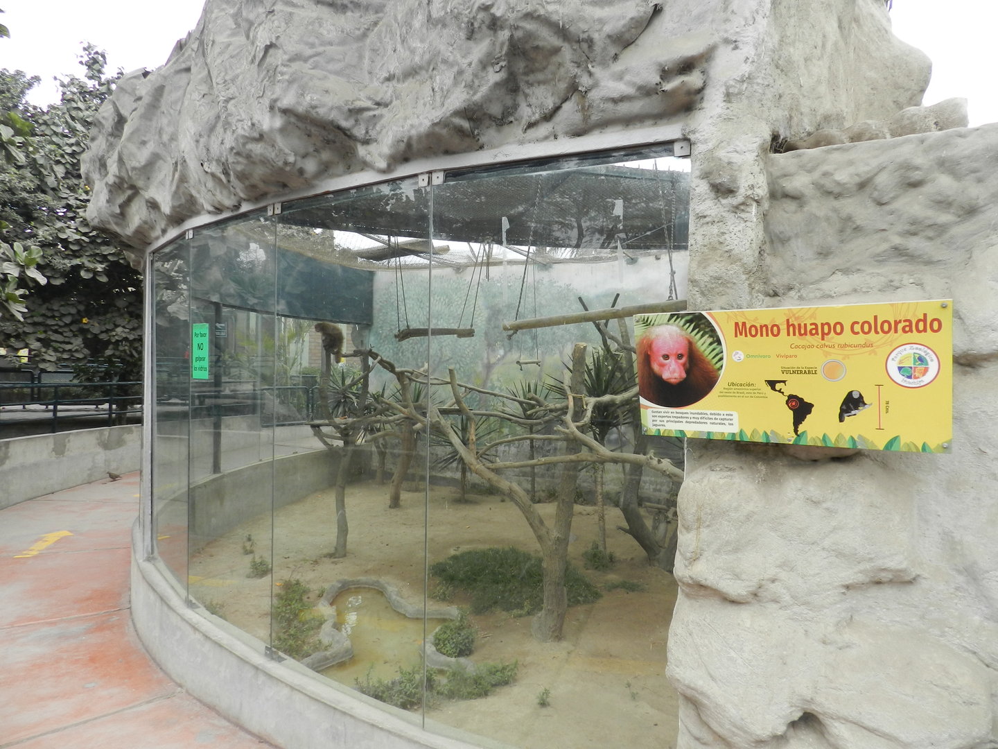 Bald uakari exhibit - Parque Zoológico Huachipa