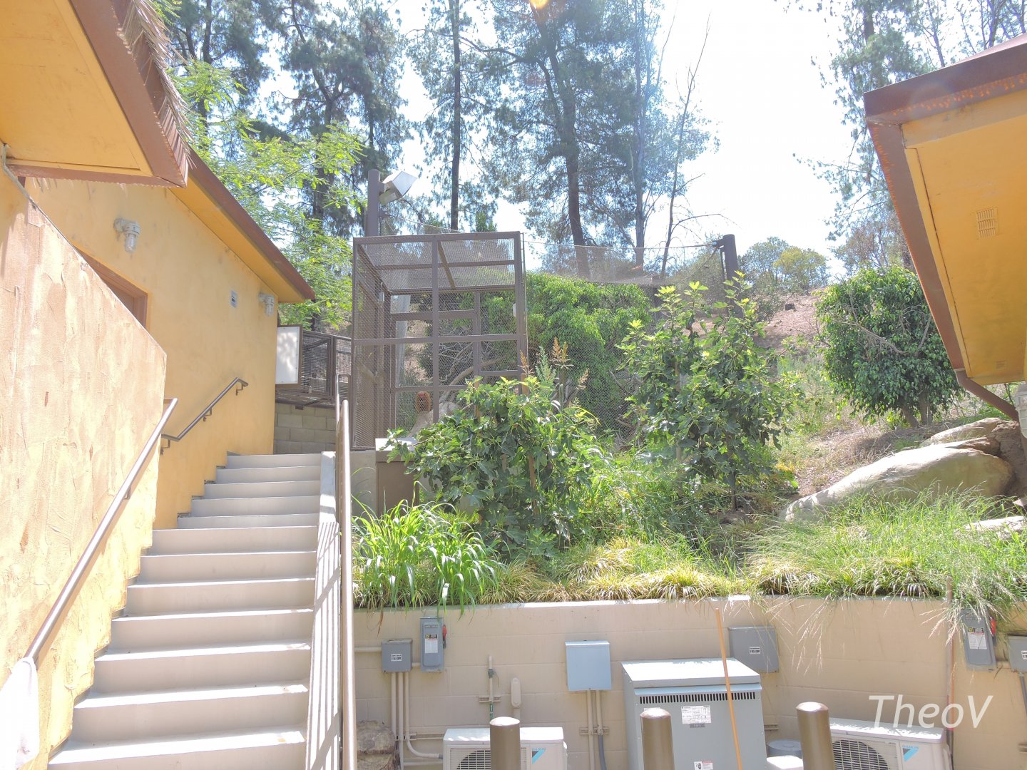 Bald uakari exhibit - Rainforest of The Americas [2015]