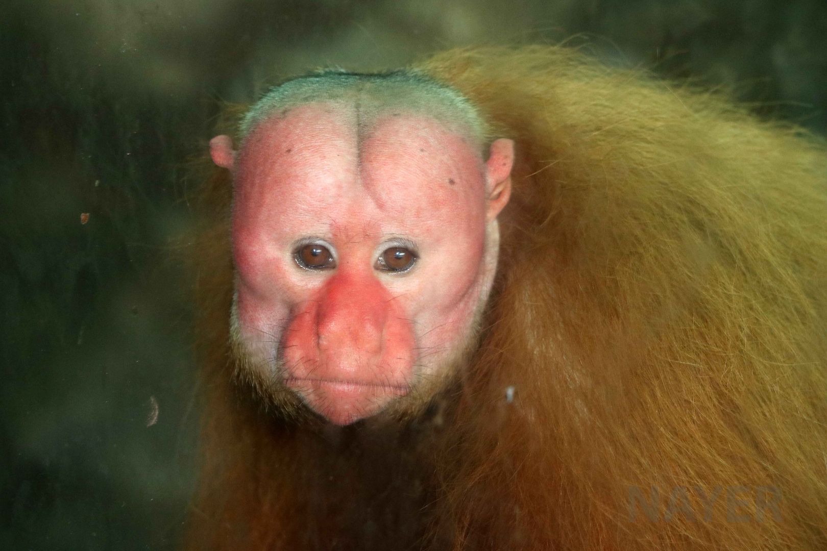 Bald uakari, May 2016