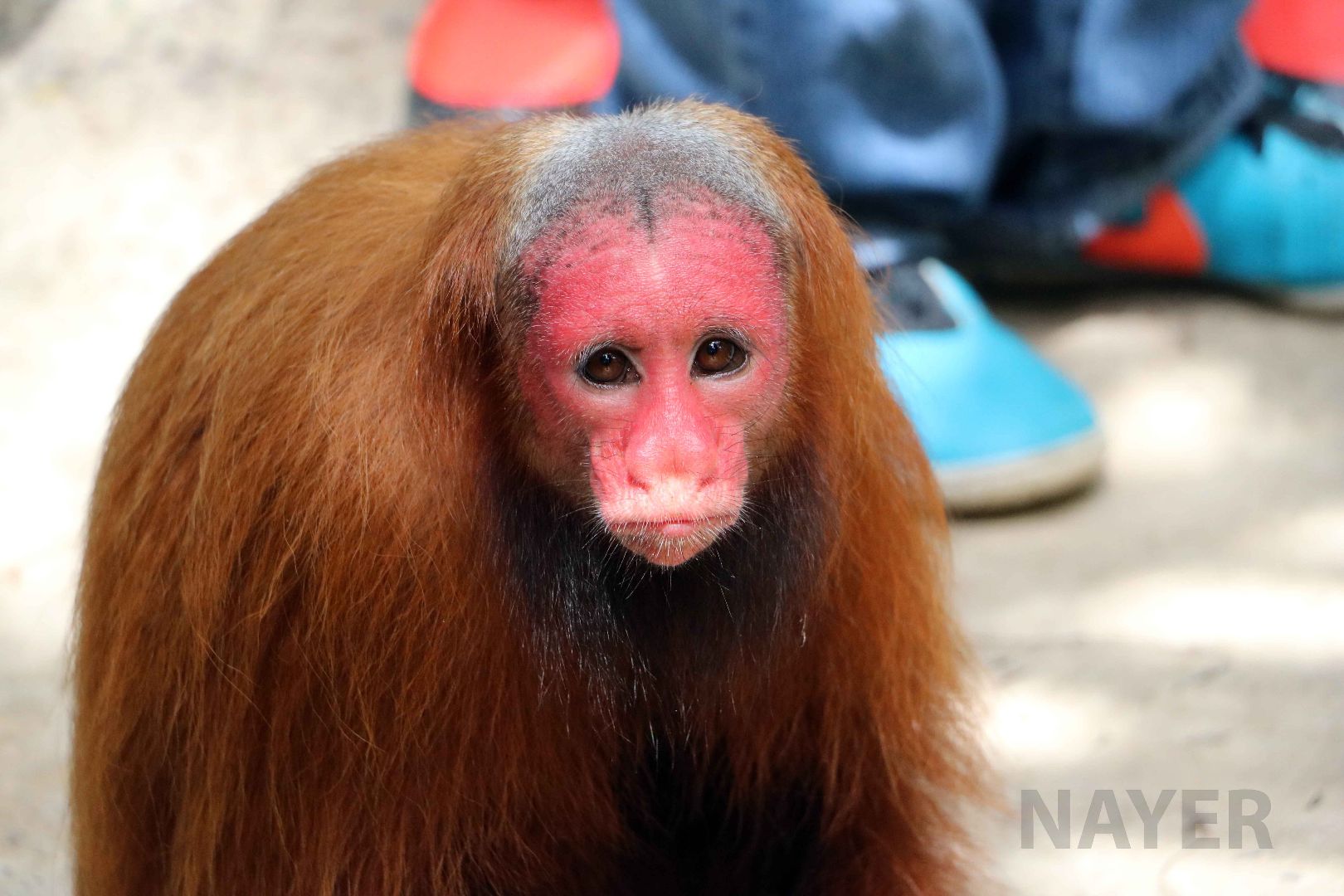 Bald uakari, May 2016