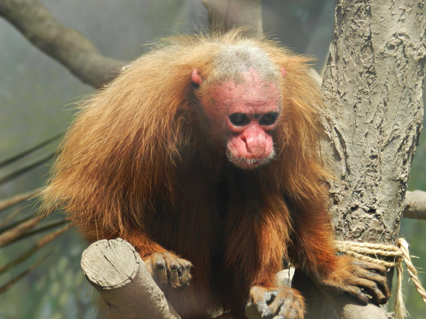 Bald uakari - Parque Zoológico Huachipa