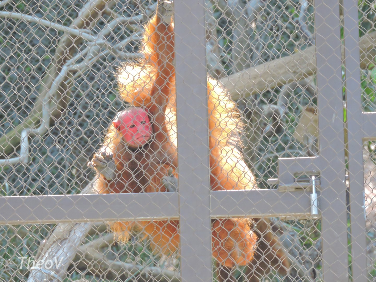 Bald uakari - Rainforest of The Americas [2015]