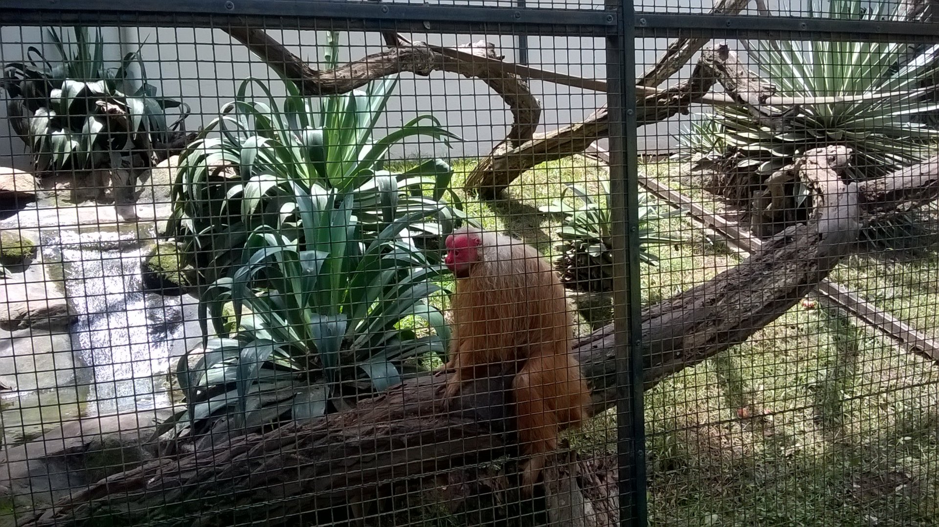Bald uakari