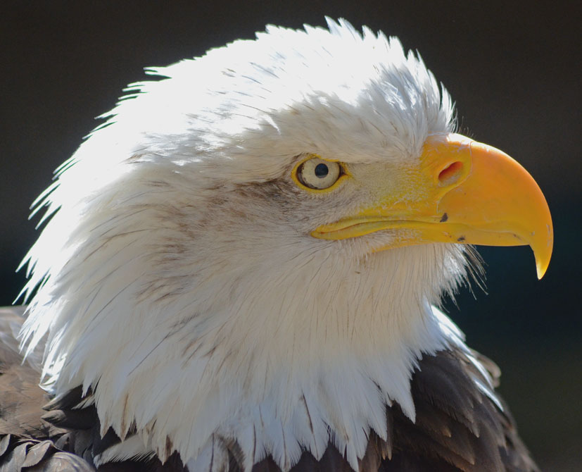 BALD_EAGLE_-_HAWK_CON_07_04_2015_876_