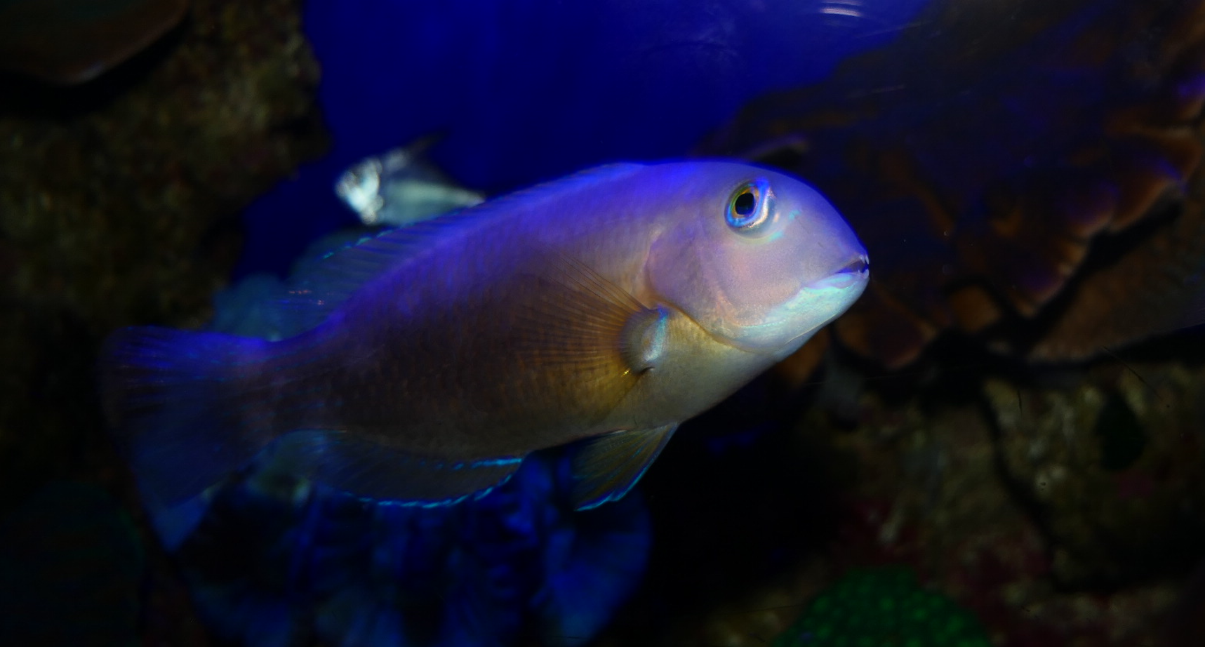 Baldchin Groper (Choerodon rubescens)