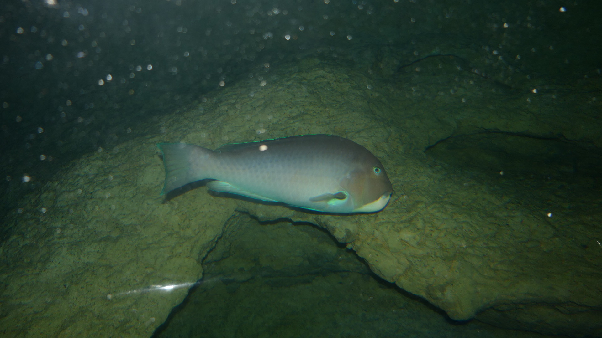 Baldchin Groper (Choerodon rubescens)