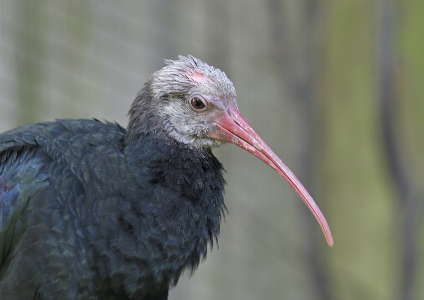 Balding ibis