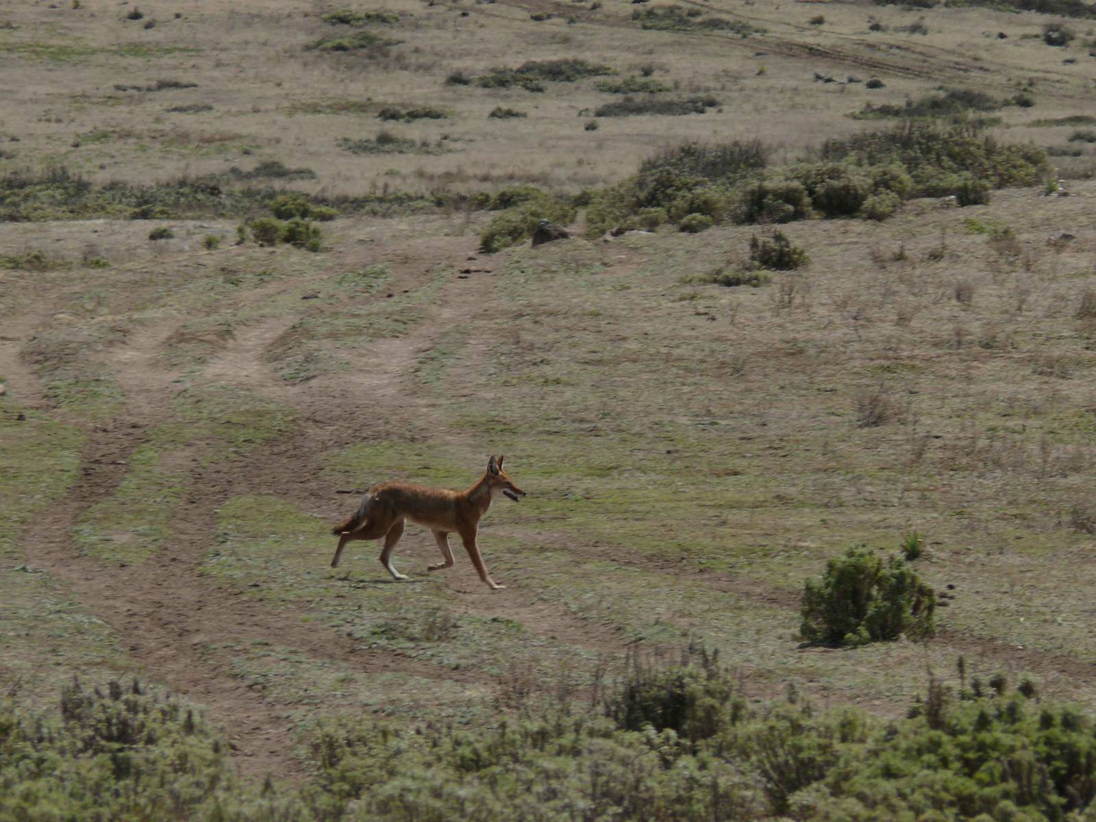 Bale mountain national park
