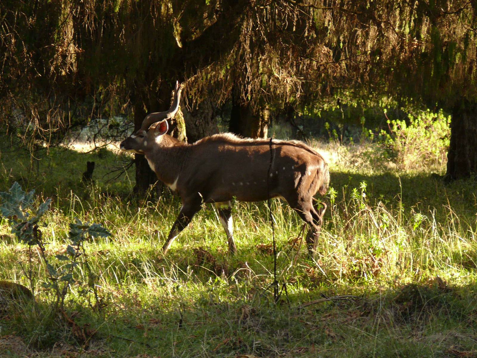 Bale mountain national park