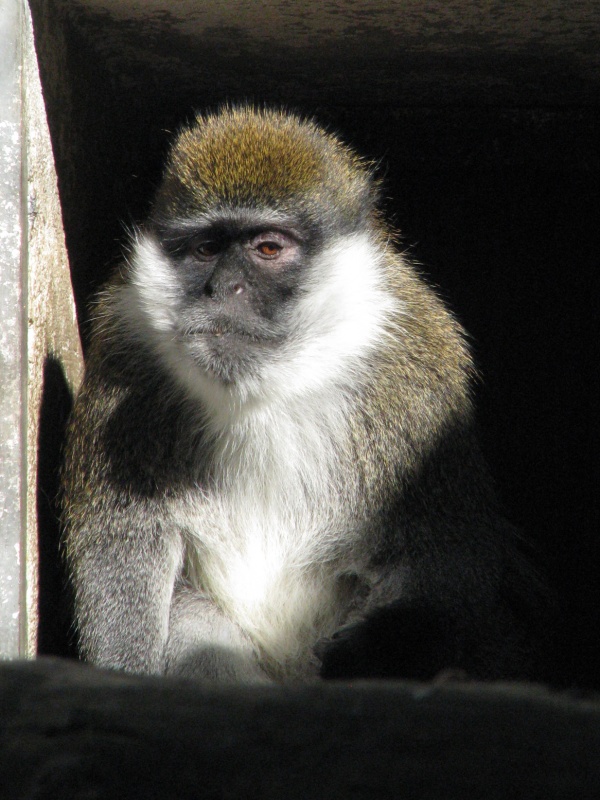 Bale mountains vervet @ Jihlava zoo