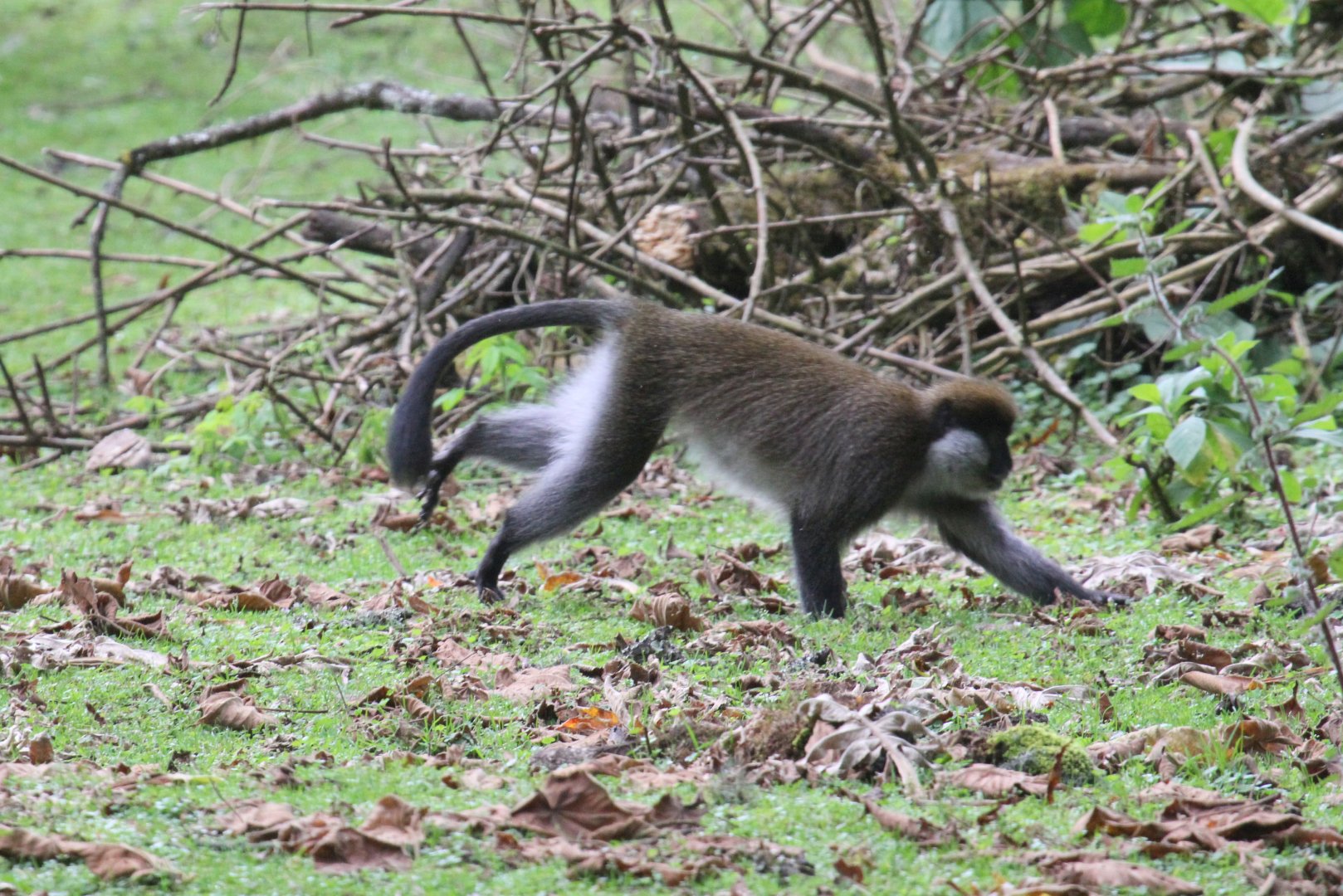 Bale Mountains vervet or Bale Monkey (Chlorocebus djamdjamensis)